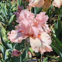 Pinch Me Pink